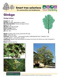 Attēlu rezultāti vaicājumam “Ginkgo biloba leaf”