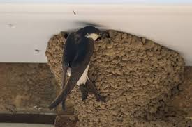 Attēlu rezultāti vaicājumam “Delichon urbicum nest”