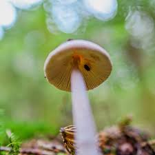 Attēlu rezultāti vaicājumam “myxomicetes”