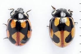 Attēlu rezultāti vaicājumam “Coccinella hieroglyphica”