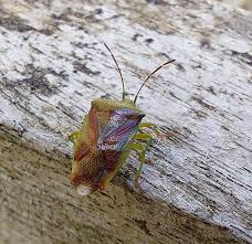 Attēlu rezultāti vaicājumam “Elasmostethus interstinctus”