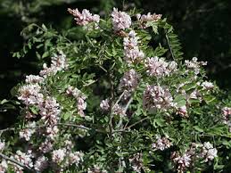 Attēlu rezultāti vaicājumam “Robinia neomexicana”