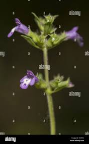 Attēlu rezultāti vaicājumam “Acinos arvensis leaf”