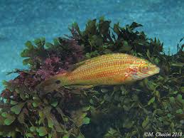 Image result for Symphodus melops