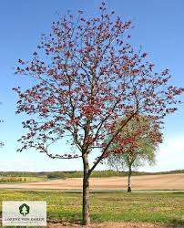 Attēlu rezultāti vaicājumam “Acer platanoides fo. schwedleri”