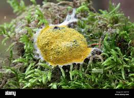 Attēlu rezultāti vaicājumam “Fuligo septica var. septica macro”