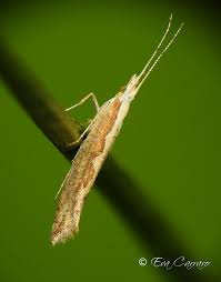 Attēlu rezultāti vaicājumam “Plutella xylostella”