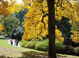 Attēlu rezultāti vaicājumam “Carya ovata”
