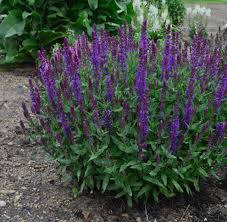 Image result for Salvia nemorosa