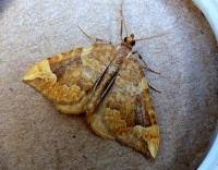 Attēlu rezultāti vaicājumam “Eulithis populata”