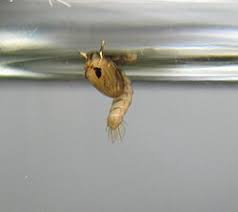 Attēlu rezultāti vaicājumam “pupa”