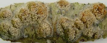 Attēlu rezultāti vaicājumam “Hyphodontia barba-jovis”