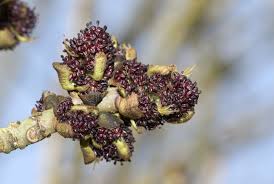 Attēlu rezultāti vaicājumam “Fraxinus excelsior flower”