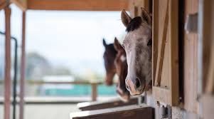Image result for Blackpool & Fylde Horse Club