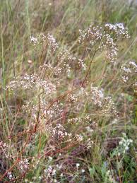 Attēlu rezultāti vaicājumam “Gypsophila fastigiata bud”