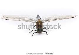 Attēlu rezultāti vaicājumam “Orthetrum cancellatum male”