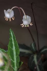Attēlu rezultāti vaicājumam “Chimaphila umbellata flower”