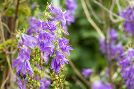 Image result for Campanula trachelium