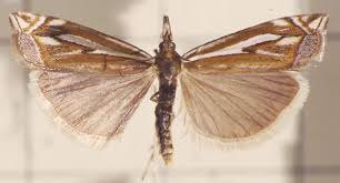 Attēlu rezultāti vaicājumam “Crambus pratella”