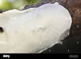 Attēlu rezultāti vaicājumam “Skeletocutis nivea”