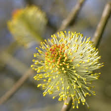 Attēlu rezultāti vaicājumam “Salix triandra male flower”