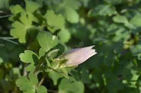 Attēlu rezultāti vaicājumam “Aquilegia vulgaris bud”