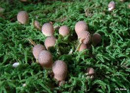 Attēlu rezultāti vaicājumam “Leptobryum pyriforme sporophyte”