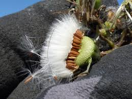 Attēlu rezultāti vaicājumam “Sonchus oleraceus bud”