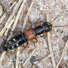Attēlu rezultāti vaicājumam “Staphylinus erythropterus”