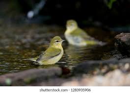 Image result for Vermivora peregrina