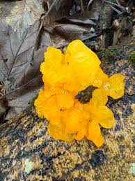 Attēlu rezultāti vaicājumam “Trichia botrytis var. cerifera spores”