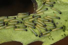 Attēlu rezultāti vaicājumam “Pieris brassicae larva”