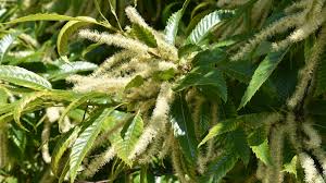 Attēlu rezultāti vaicājumam “Castanea sativa”