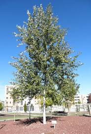 Attēlu rezultāti vaicājumam “Populus alba”