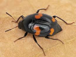 Attēlu rezultāti vaicājumam “Scaphidium quadrimaculatum”