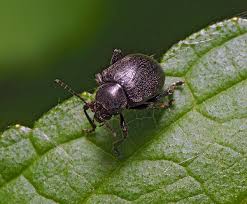 Attēlu rezultāti vaicājumam “Adoxus obscurus”