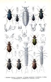 Attēlu rezultāti vaicājumam “Leistus ferrugineus”