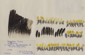 Image result for Hesperiphona vespertina