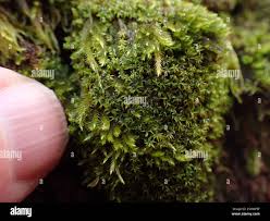 Attēlu rezultāti vaicājumam “Zygodon rupestris”