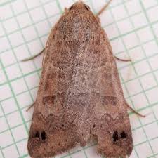 Attēlu rezultāti vaicājumam “Badhamiopsis scripta sessile”