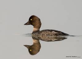 Attēlu rezultāti vaicājumam “Bucephala clangula female”