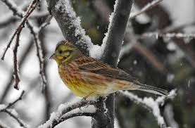 Attēlu rezultāti vaicājumam “Emberiza citrinella juvenile”
