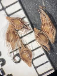 Attēlu rezultāti vaicājumam “Rhynchospora alba leaf”