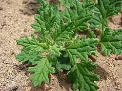 Attēlu rezultāti vaicājumam “Chenopodiaceae”