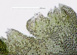 Attēlu rezultāti vaicājumam “Lophozia ventricosa”