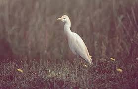 Attēlu rezultāti vaicājumam “Bubulcus ibis”