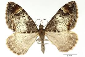 Attēlu rezultāti vaicājumam “Dysstroma truncata”