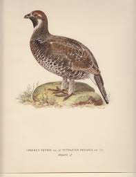 Attēlu rezultāti vaicājumam “Tetrastes bonasia female”