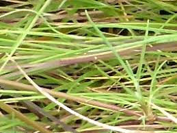 Attēlu rezultāti vaicājumam “Agrostis canina leaf”