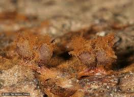 Attēlu rezultāti vaicājumam “Trichia botrytis var. cerifera spores”